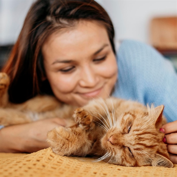 ¿Por qué mi gato amasa? 5 razones detrás