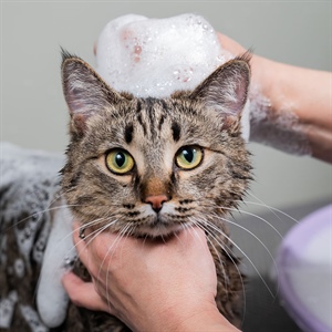 Bañar a tu gato: todo lo que necesitas saber