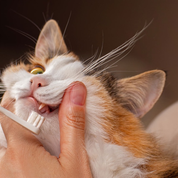 Higiene dental en gatos: consejos y pasos