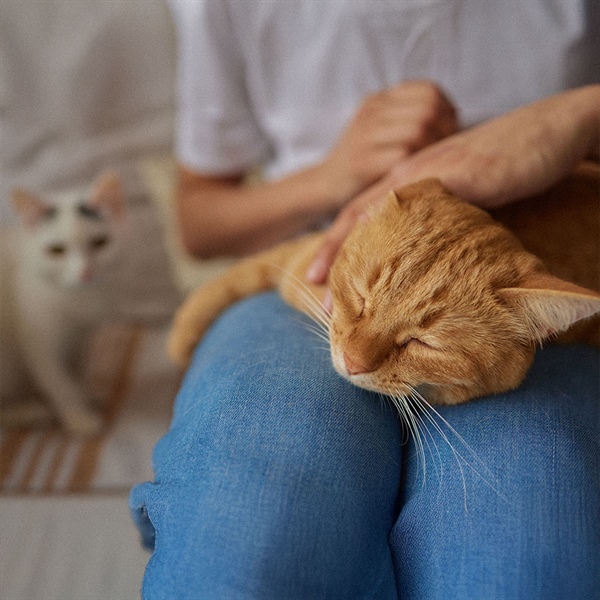 Consejos para elegir la mejor guardería para tu gato