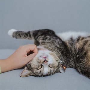 Esterilización en gatos: todo lo que debes saber