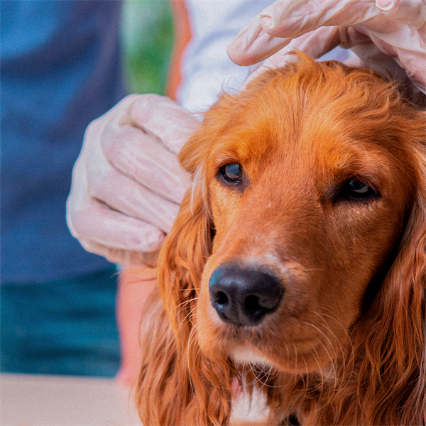 Pulgas y garrapatas en perros: lo que debes saber