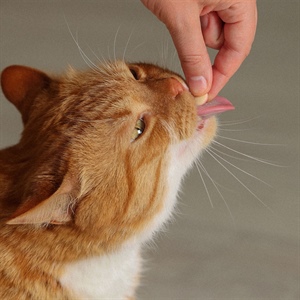 10 señales de que tu gato es feliz y saludable