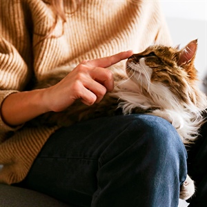 ¿Qué tipo de gato va mejor contigo, Cat Lover?