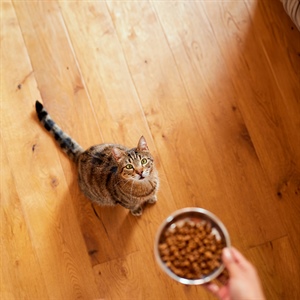 Salud felina: consejos clave para Cat Lovers