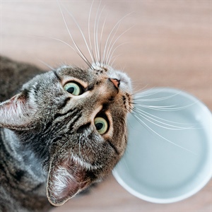 ¿Vas a viajar? Prepara a tu gato para tu ausencia