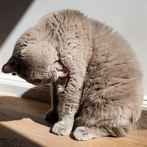 Bolas de pelo en gatos: cómo prevenir y manejarlas