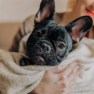 Todo sobre Bulldogs: lo que todo Dog Lover debe saber
