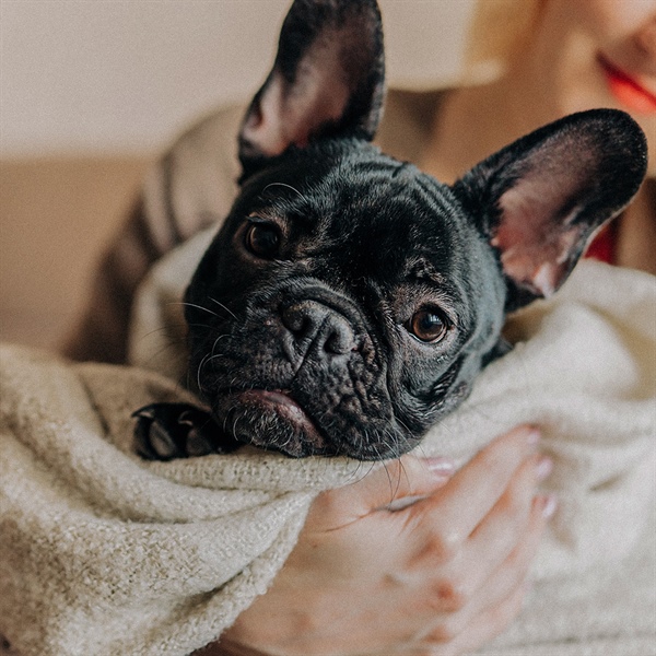 Todo sobre Bulldogs: lo que todo Dog Lover debe saber