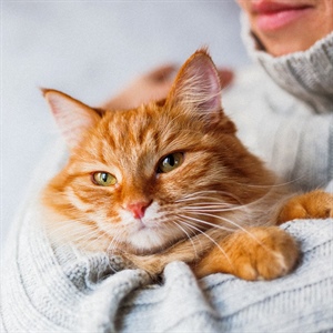 Bigotes de gatos: para qué sirven y por qué importan