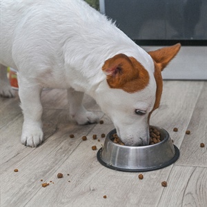 ¿Tu perro necesita cambiar de alimento? 5 señales claras