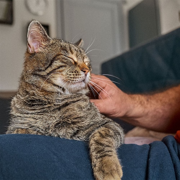 ¿Por qué duermen tanto los gatos? Descúbrelo aquí