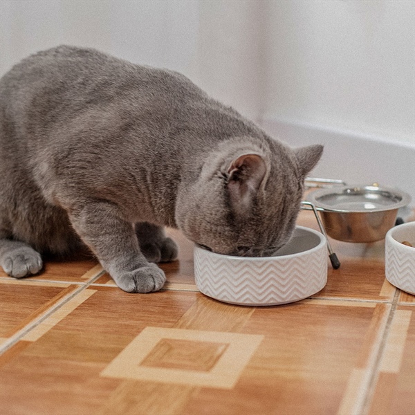 Alimento húmedo para gatos: mitos y verdades