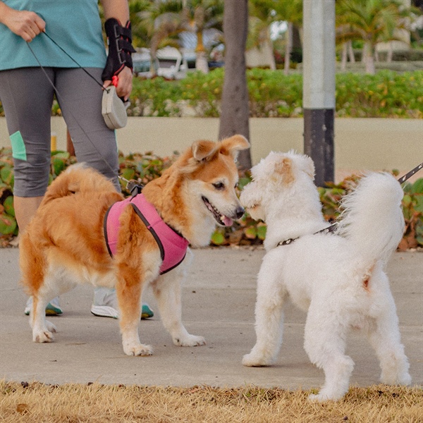 Tipos de arneses para perros y cómo elegir el ideal