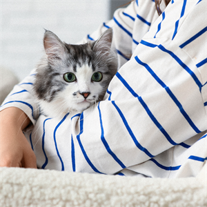 ¿Cómo alimentar a un gato bebé?