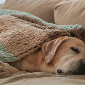 Lactancia y nutrición esenciales para las perras lactantes