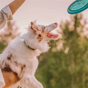 La inteligencia de los perros: descubre cómo aprenden
