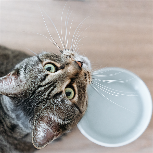 Cómo saber si tu gato está triste o se siente solo