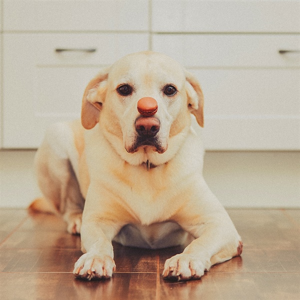 Chocolate y perros: lo que todo Dog Lover debe saber