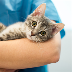 Cómo saber si tu gato está enfermo del corazón