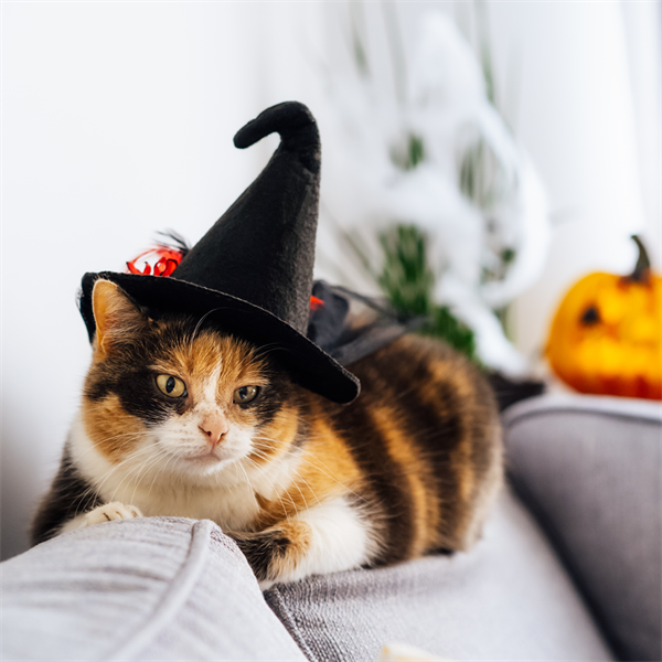 10 ideas de disfraces cómodos y seguros para tu gato