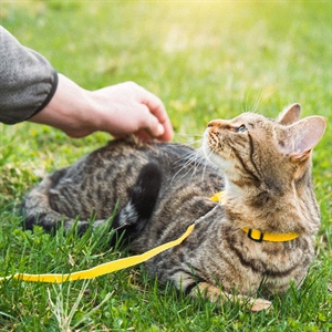 Gatos en exteriores: guía para paseos seguros