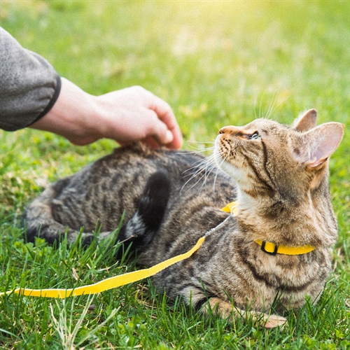 Gatos en exteriores: guía para paseos seguros