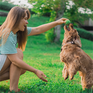 Cómo iniciar el adiestramiento en casa con premios