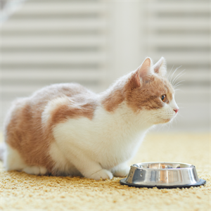 Beneficios de alimentar a tu gato con Nutriss Cachorros