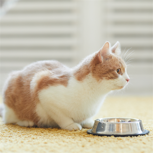 Beneficios de alimentar a tu gato con Nutriss Cachorros