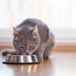 ¿Tu gato está bien alimentado? Señales para saberlo