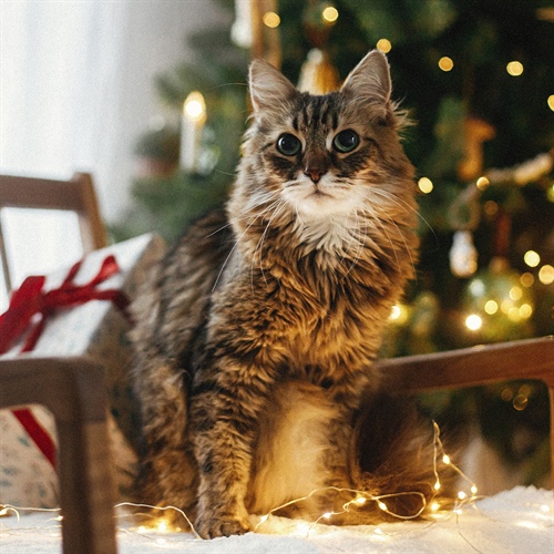 Cómo crear un ambiente navideño seguro para tu gato