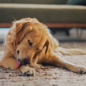 3 señales de estrés en tu perro durante diciembre