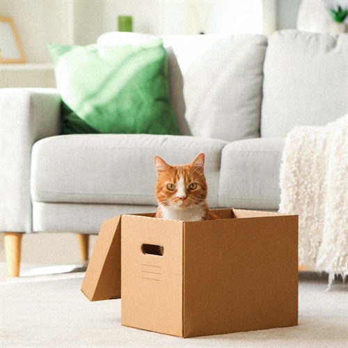 Estrés en gatos por cambios de rutina y cómo ayudarlo