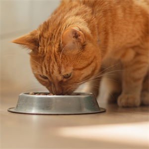 Cómo saber si un alimento es adecuado para tu gato