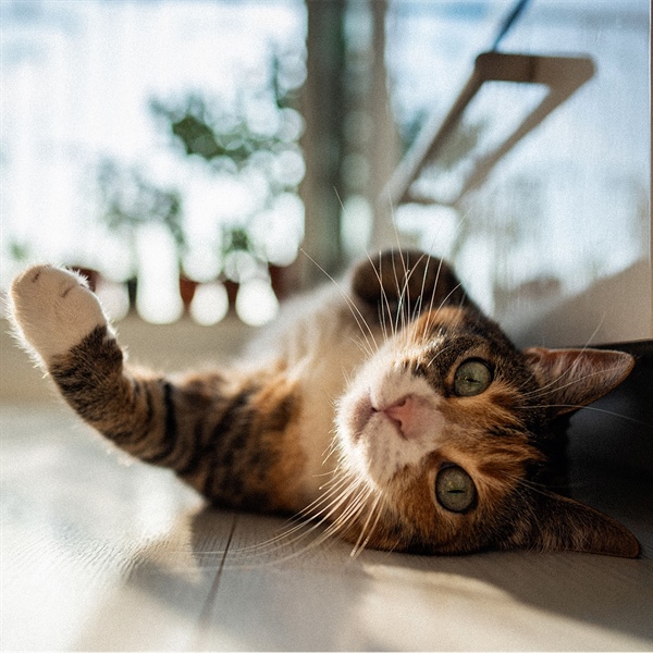 Cat Lover, ¿cada cuánto desparasitas a tu gato?