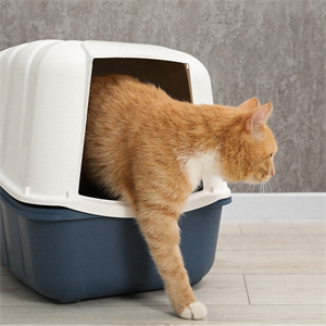 El guacal ideal para tu gato: seguridad y bienestar