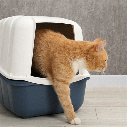 El guacal ideal para tu gato: seguridad y bienestar