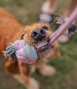 Peleas entre perros: cómo intervenir sin riesgos