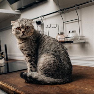 El mito del gato independiente: así crean vínculos reales