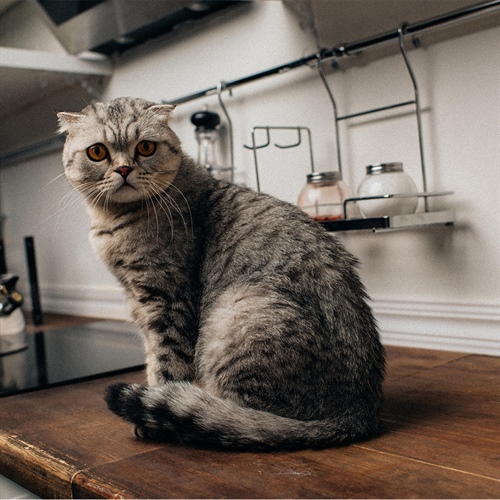 El mito del gato independiente: así crean vínculos reales