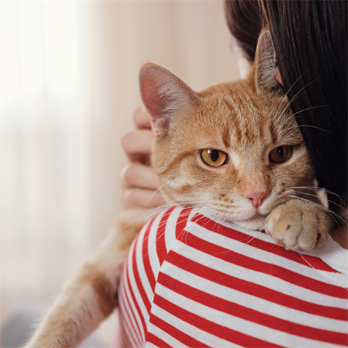 Cómo ayudar a tu gato con la ansiedad por separación