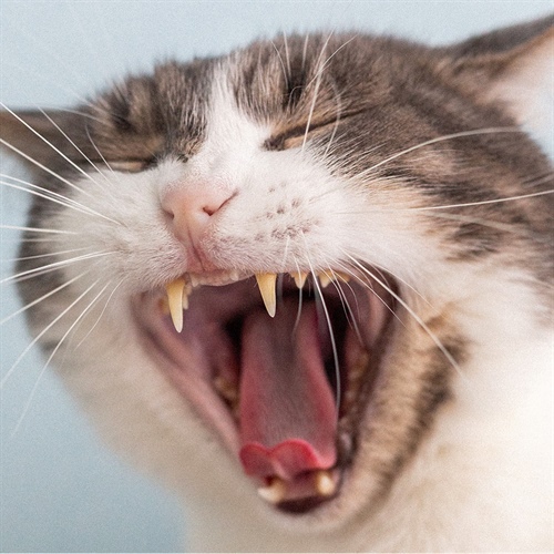 Cómo cuidar los dientes de tu gato paso a paso