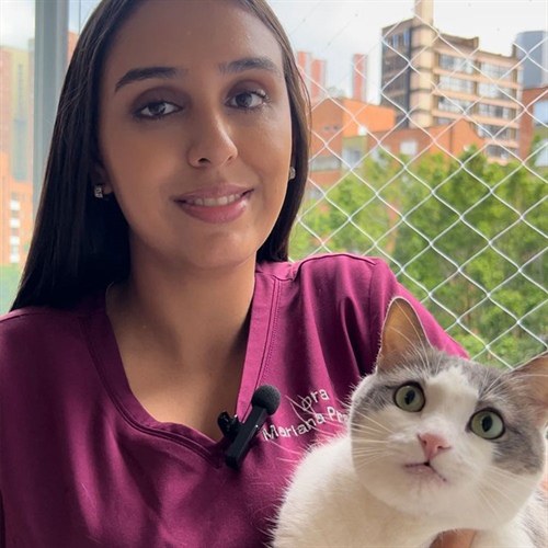 Cómo cuidar un gatito nuevo en casa