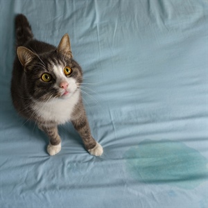Incontinencia urinaria en gatos: causas y qué hacer