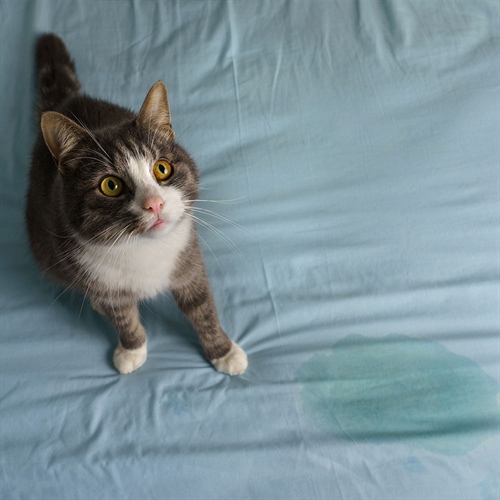 Incontinencia urinaria en gatos: causas y qué hacer