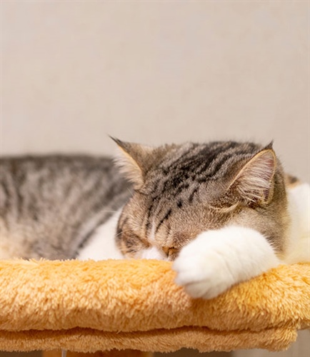 Cómo elegir la cama perfecta para tu gato