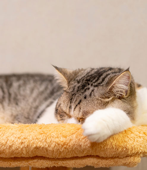 Cómo elegir la cama perfecta para tu gato