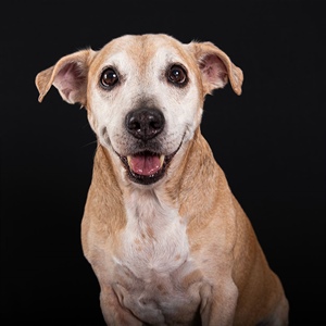 Perro senior: bienestar y nutrición en su etapa dorada