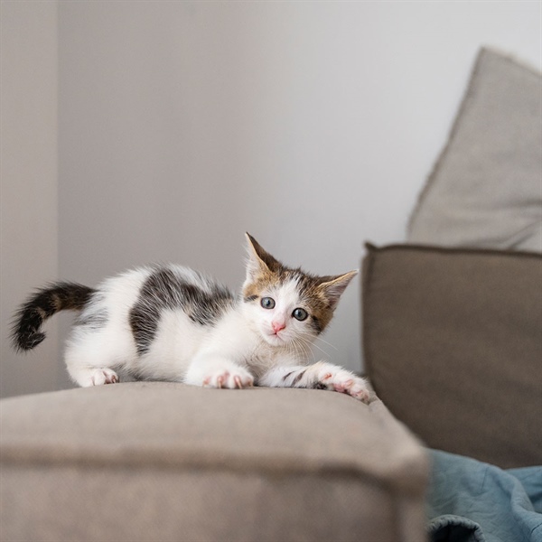 Gatos y muebles: cómo evitar rasguños sin afectar su naturaleza